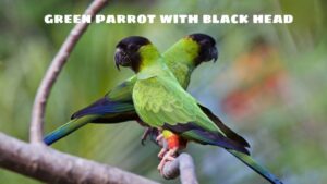 The green parrot with black head characteristics