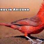 red birds in Arizona