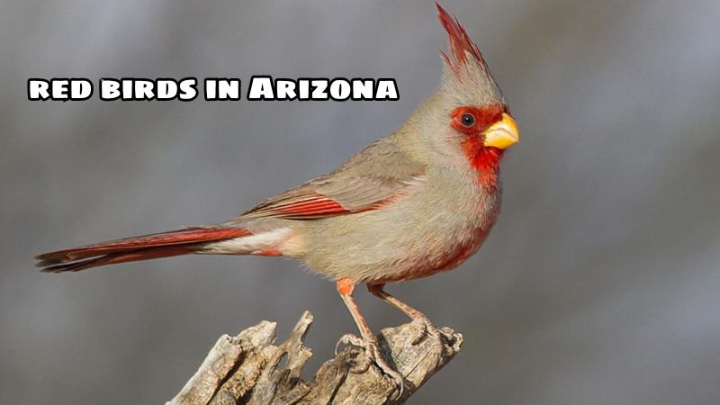 red birds in Arizona