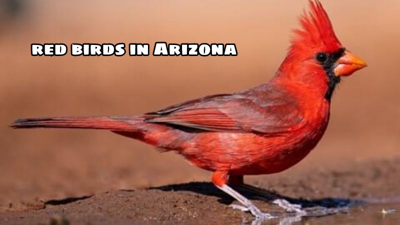 Summary of 17 species of red birds in Arizona