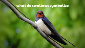 what do swallows symbolize