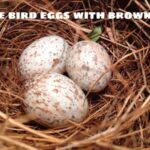 white bird eggs with brown spots