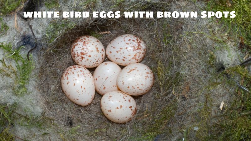 white bird eggs with brown spots