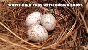 white bird eggs with brown spots