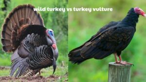 wild turkey vs turkey vulture